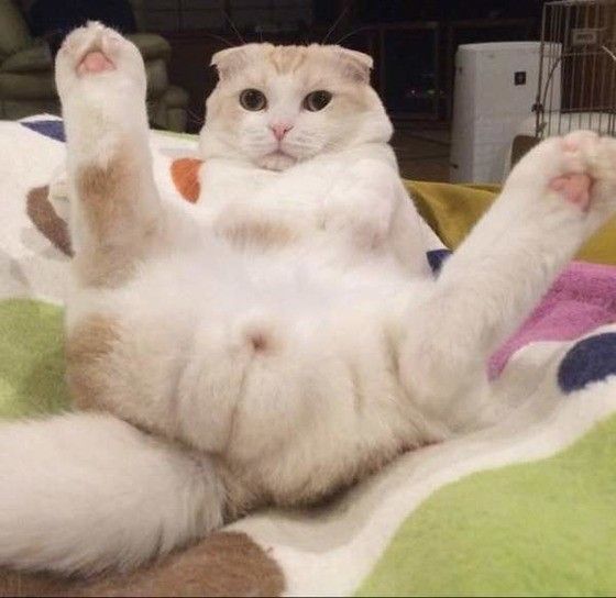 見つめるスコティッシュフォールド