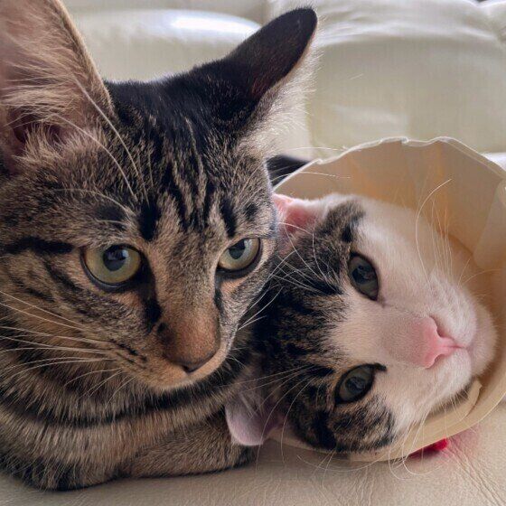 スリスリする2匹の猫