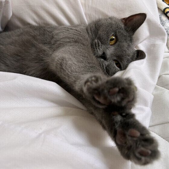 シャルトリューのベルちゃん