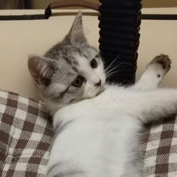 子猫時代のウィンちゃん。