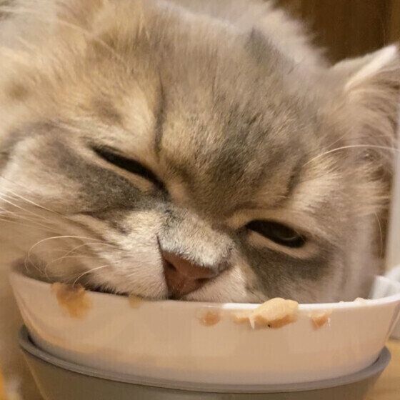 ラガマフィン　Quill