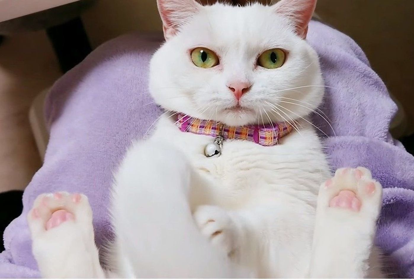 膝の上で抱っこされている猫の動きすべてが 究極の癒し な猫動画 ねこのきもちweb Magazine 膝の上で抱っこされている猫の動きすべてが 究極の癒し な猫動画 ねこのきもちweb Magazine