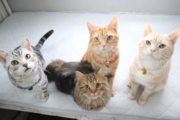 仲良しなアメリカンショートヘアとミヌエット