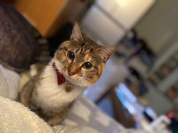 見つめるシズちゃん