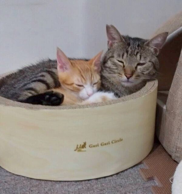 メロンくんに甘えるプリンちゃん