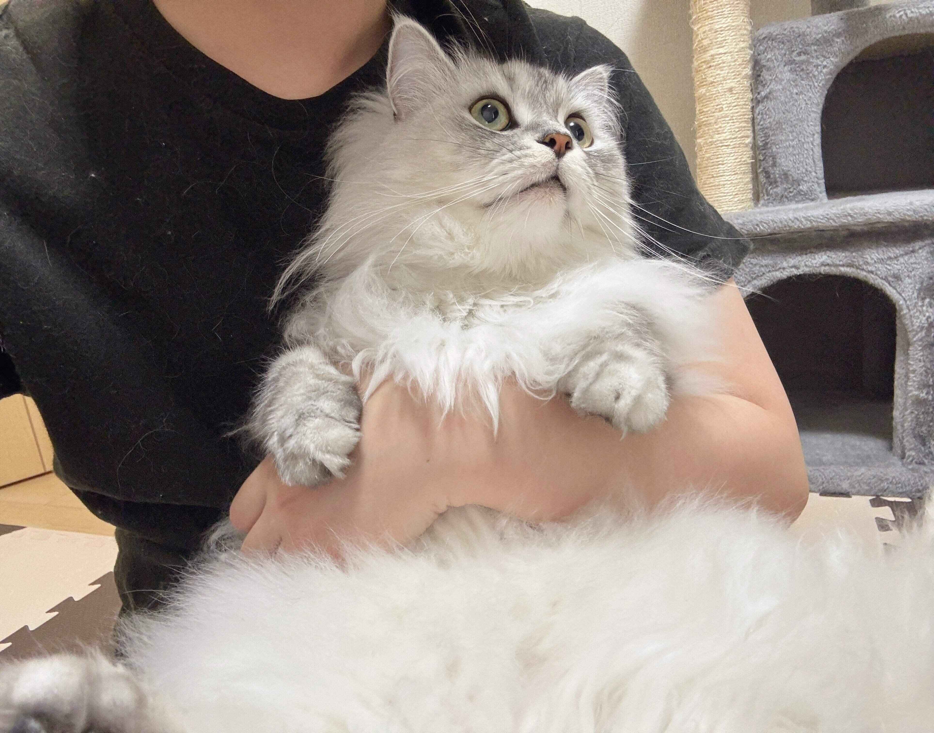 飼い主さんに抱っこしてもらうすぴくん