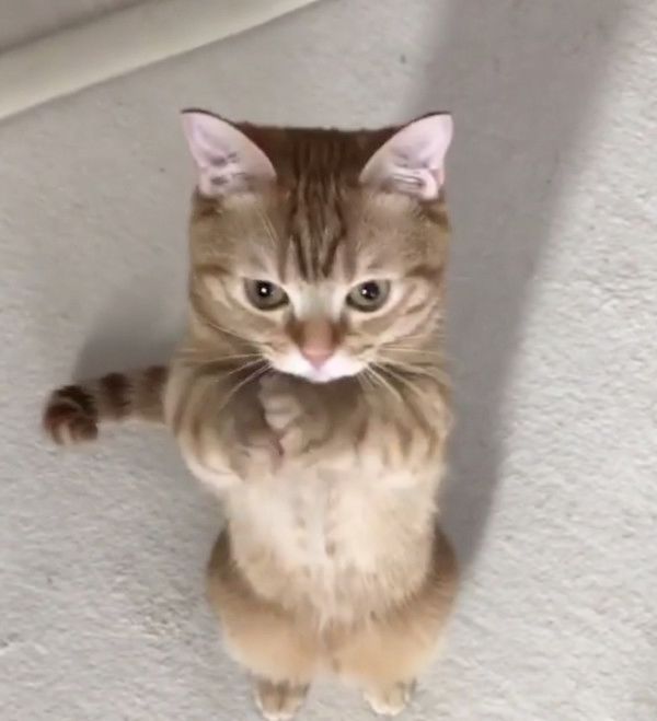 ハイタッチをする猫