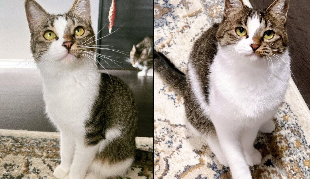 夏毛と冬毛の比較写真