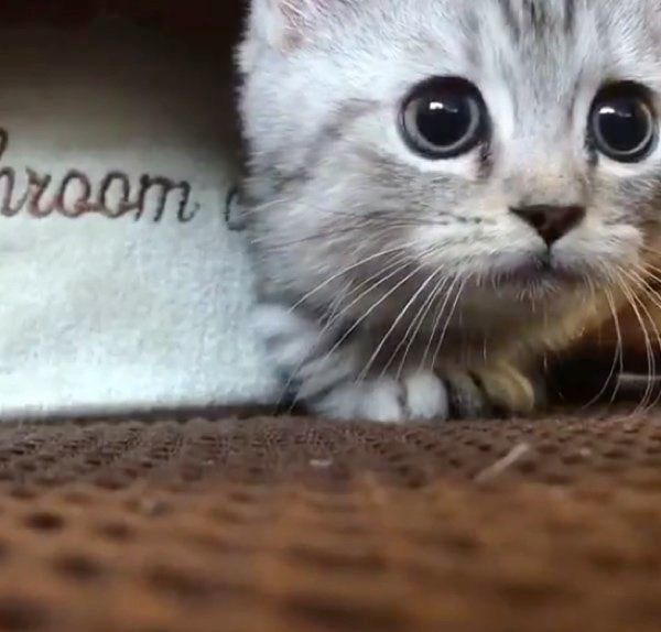 そろりそろりと進むリタロくん