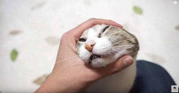 マッサージされる猫