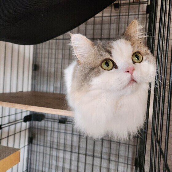 ミヌエットのラテちゃん