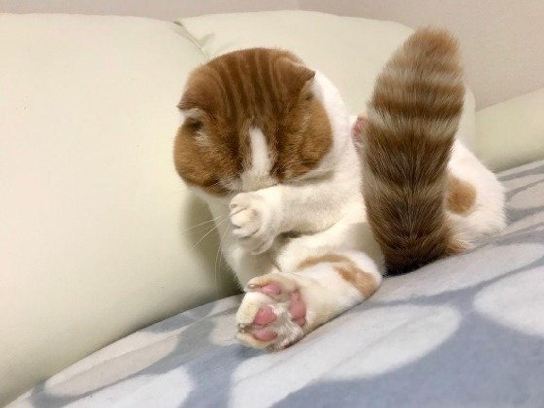 なぜ人やほかの猫を舐めるの 猫の なめる の謎に迫る ねこのきもちweb Magazine なぜ人やほかの猫を舐めるの 猫の なめる の謎に迫る ねこのきもちweb Magazine