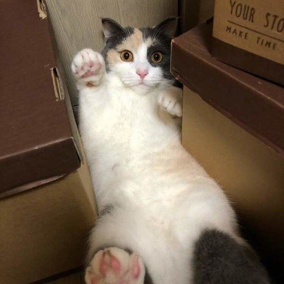 隙間に入り込むマンチカン