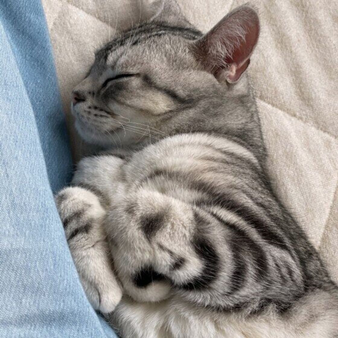 猫は痛みを隠す動物 と言われる所以 気づいてあげたい 猫が 我慢している時に見せるサイン ねこのきもちweb Magazine 猫は痛みを隠す動物 と言われる所以 気づいてあげたい 猫が 我慢している時に見せるサイン ねこのきもちweb Magazine