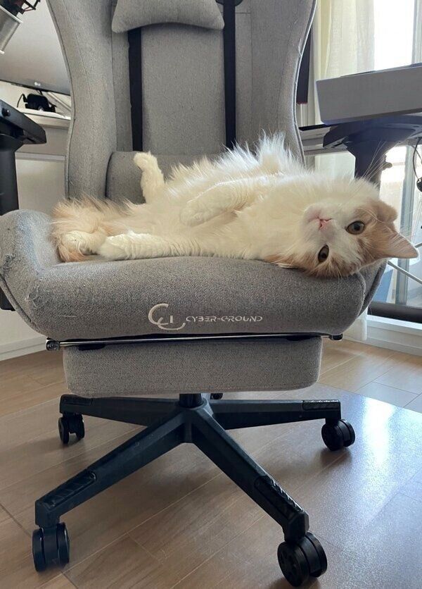 椅子でくつろぐ博士くん