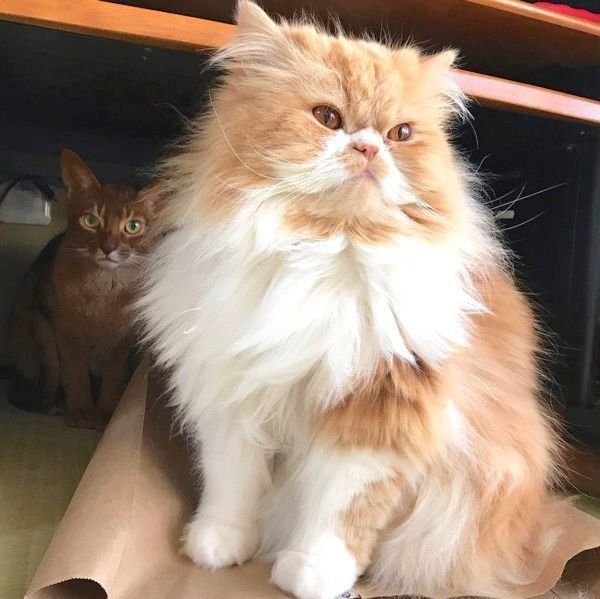 ペルシャのキナちゃん