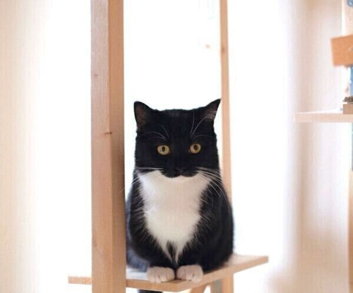 見れば見るほど 3 絵に描いたような口元が可愛い猫に 悶絶する人続出 ねこのきもちweb Magazine 見れば見るほど 3 絵に描いたような口元が可愛い猫に 悶絶する人続出 ねこのきもちweb Magazine