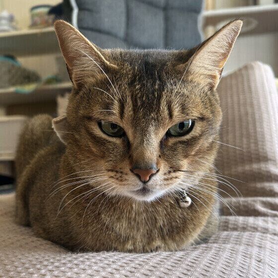 MIX　キジトラの虎くん