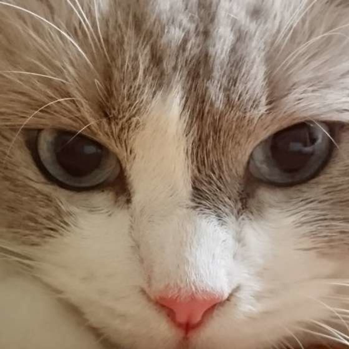 室内飼いでも猫の脱走に要注意 マイクロチップで対策も ねこのきもちweb Magazine 室内飼いでも猫の脱走に要注意 マイクロチップで対策も ねこのきもちweb Magazine