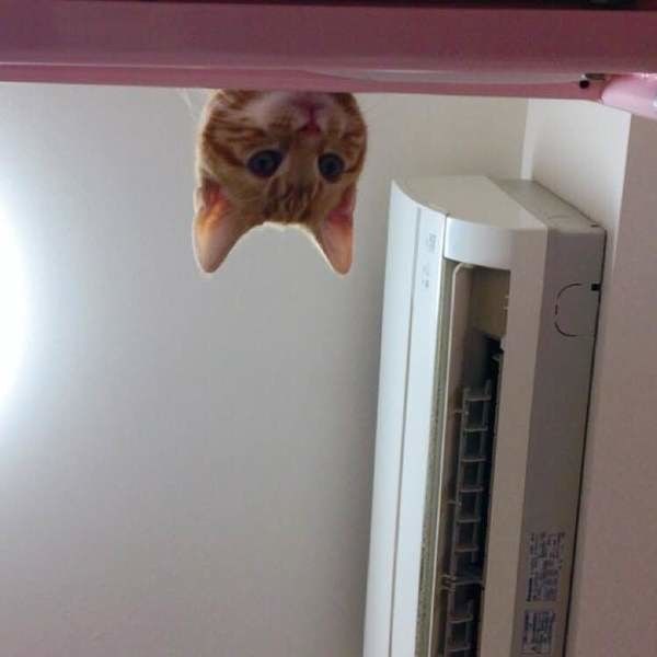 ロフトから下を見ている猫