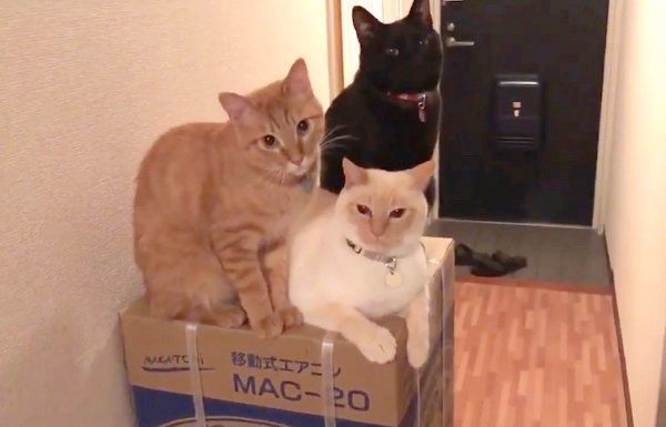 ダンボール箱の上に座るイチちゃん・あめちゃん・そらちゃん