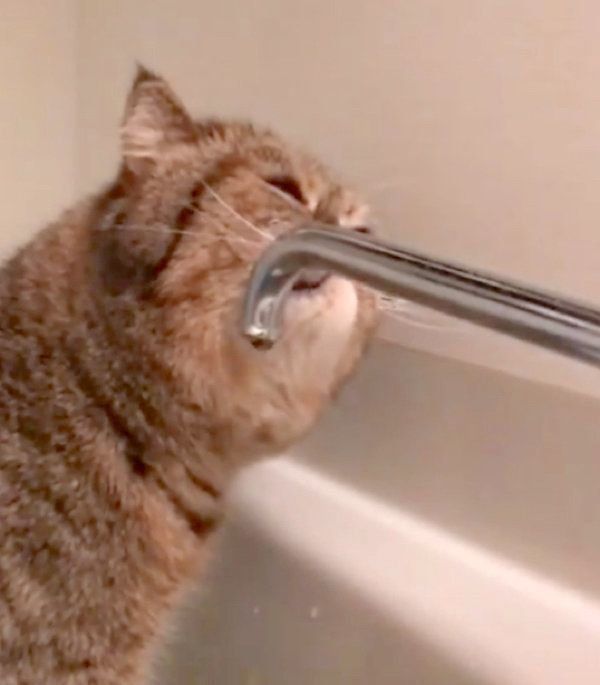 滝行をするエキゾチックショートヘア