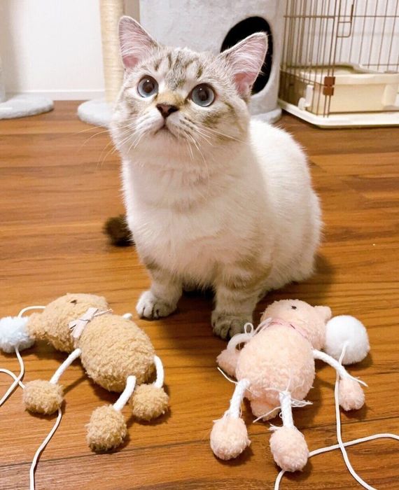 ぬいぐるみのおもちゃとぽんたくん