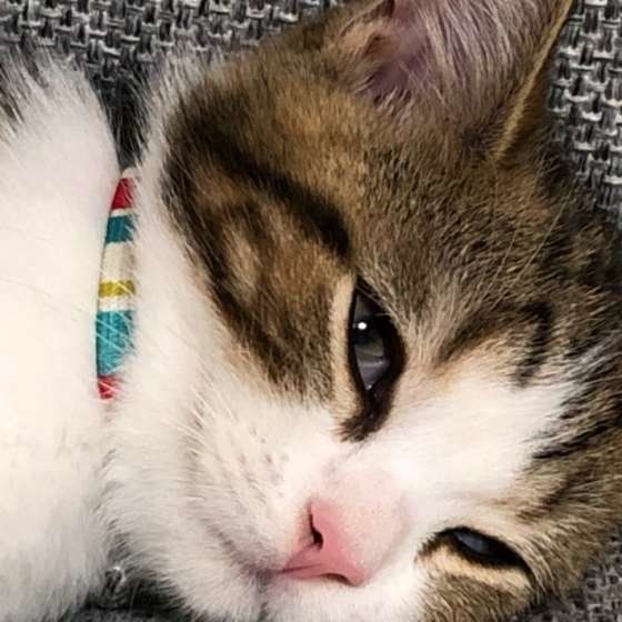 タピくん　スコティッシュフォールド