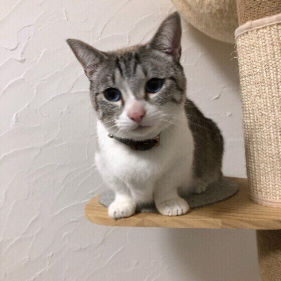 見つめるマンチカンの男の子