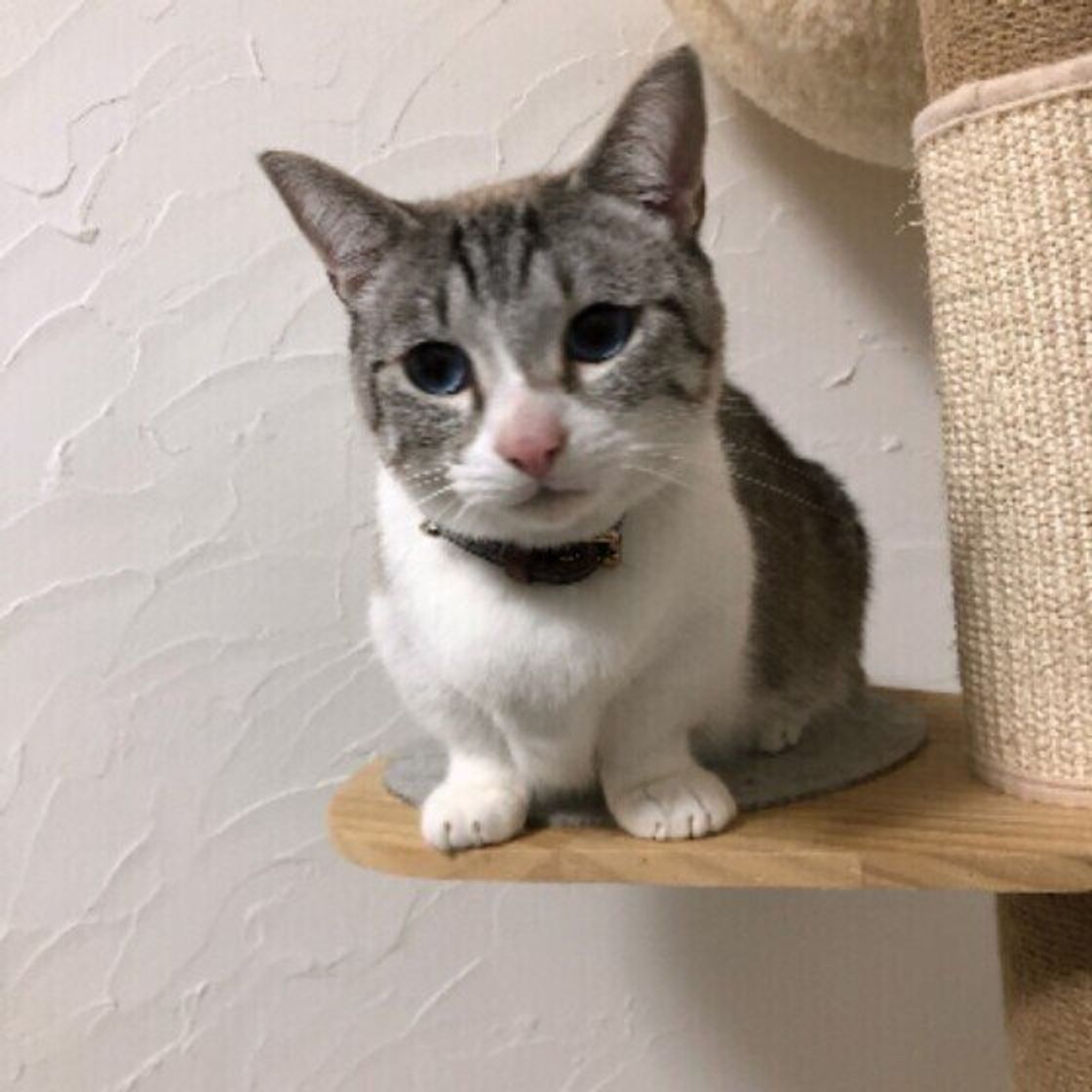 あなたは大丈夫 愛猫のストレスにならない 暖房器具 の使い方 ねこのきもちweb Magazine あなたは大丈夫 愛猫のストレスにならない 暖房器具 の使い方 ねこのきもちweb Magazine