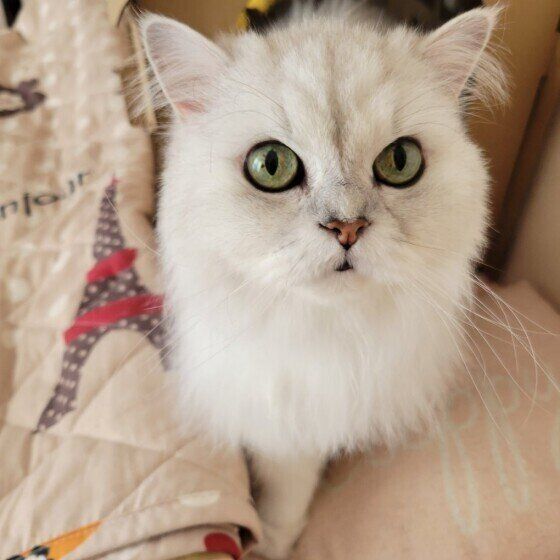 飼い主さんを見つめるペルシャ