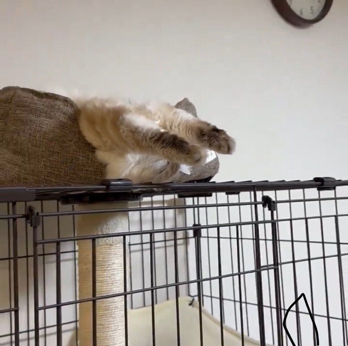 大胆ポーズで眠るこ小雨ちゃん（別角度）