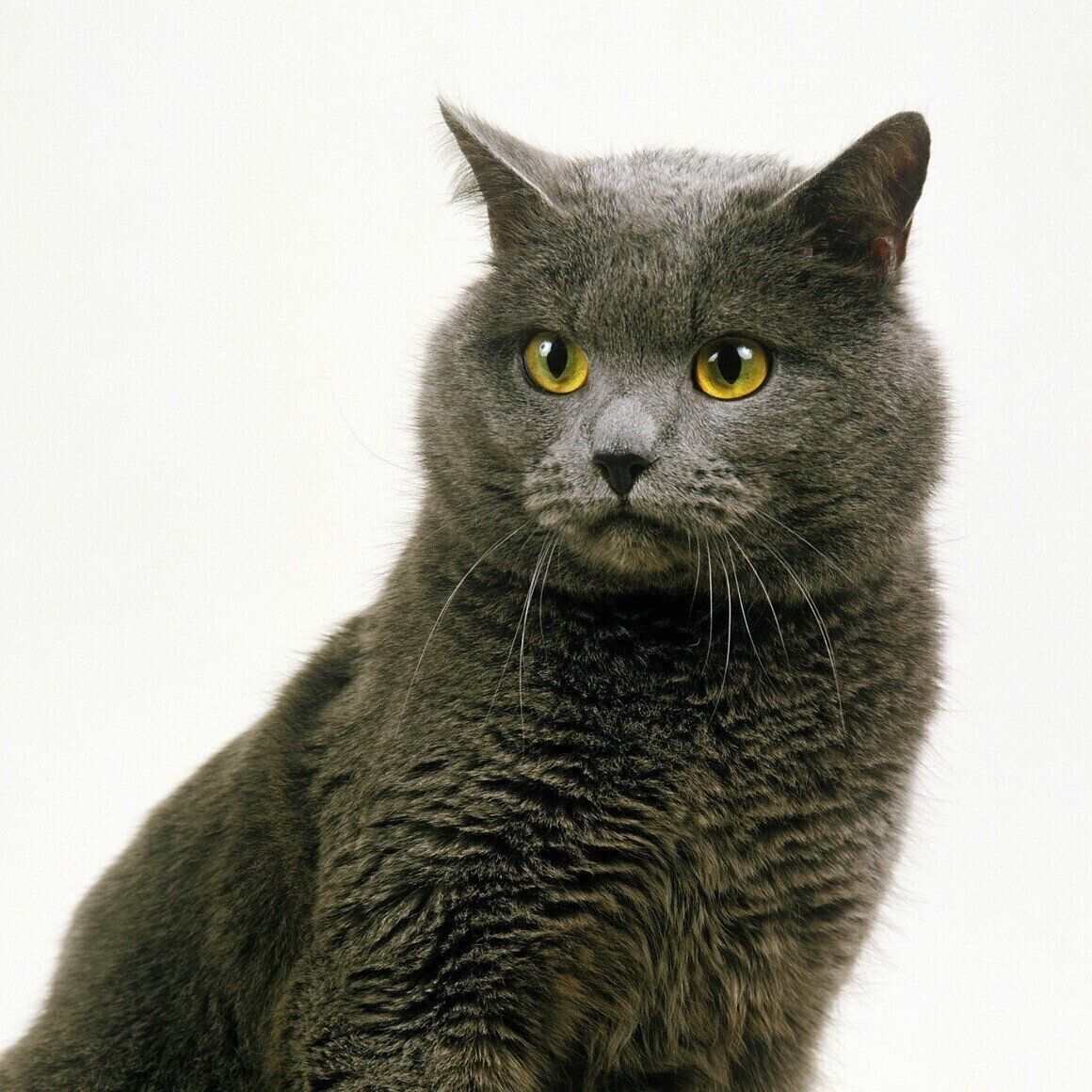 シャルトリューの特徴と飼い方 可愛い画像いっぱい ねこのきもち 猫図鑑 ねこのきもちweb Magazine