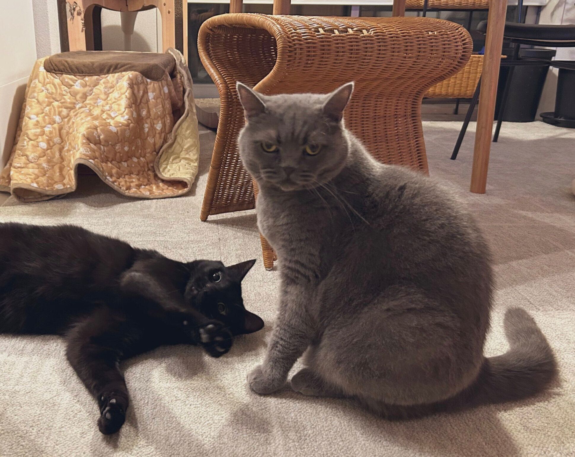 じゃれ合うさすけくん、こてつくん