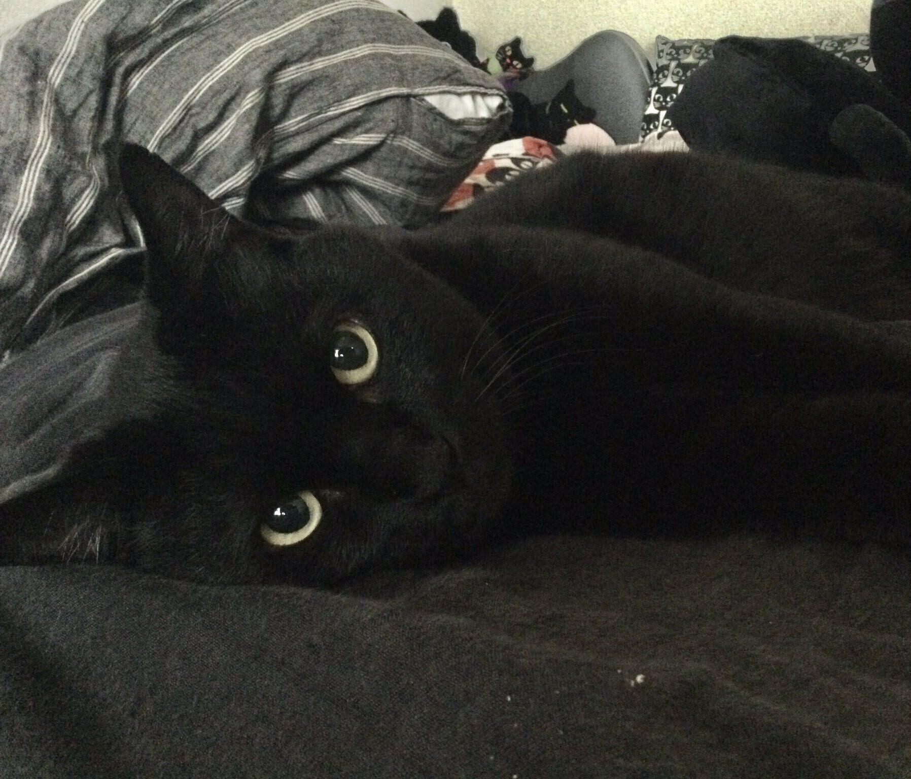 飼い主さんをじーっと見つめるにゃんきちくん。