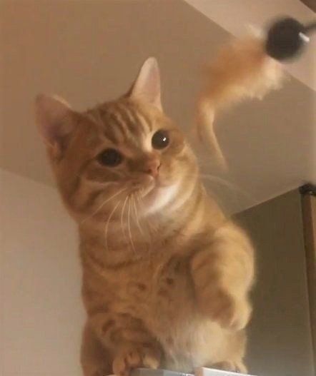 猫パンチするマンチカン