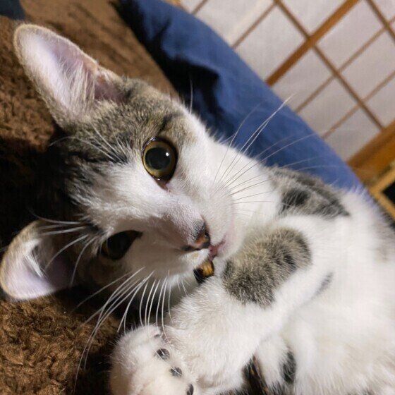 マタタビをかじるサバトラのぜんくん