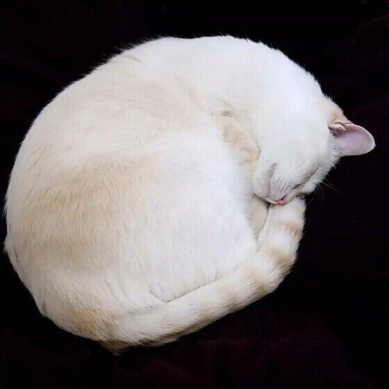 日本ネコの福ちゃん