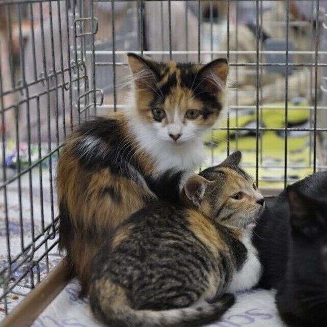 不安そうに寄り添う2匹　譲渡会での様子