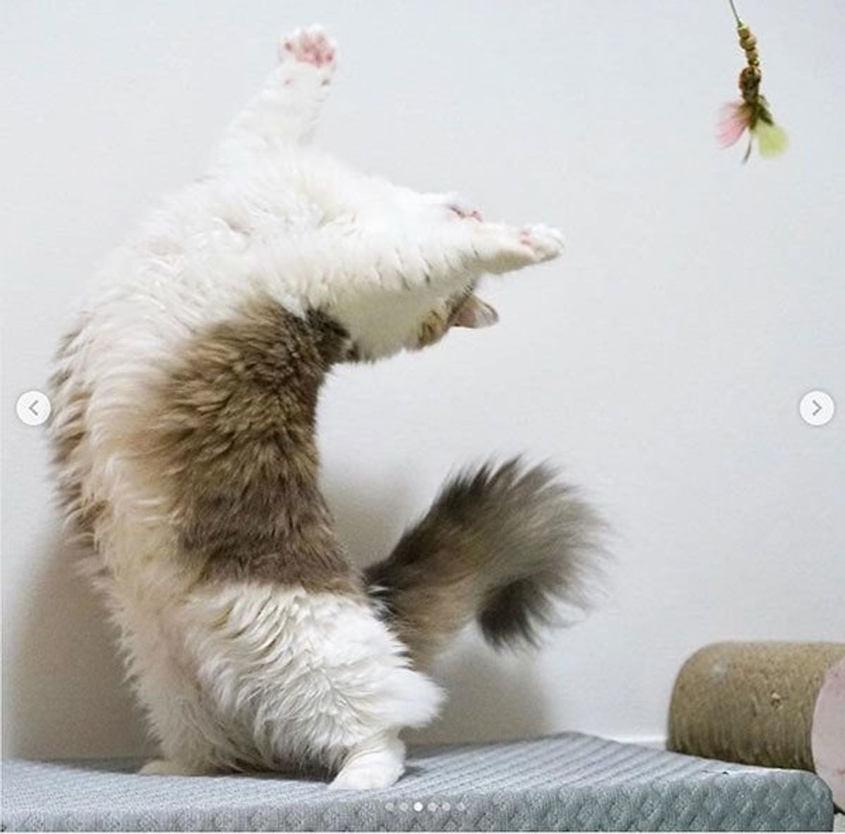 飛ぶ 反る しっぽで立つ 猫の身体能力に驚く画像3選 ねこのきもちweb Magazine 飛ぶ 反る しっぽで立つ 猫の身体能力に驚く画像3選 ねこのきもちweb Magazine