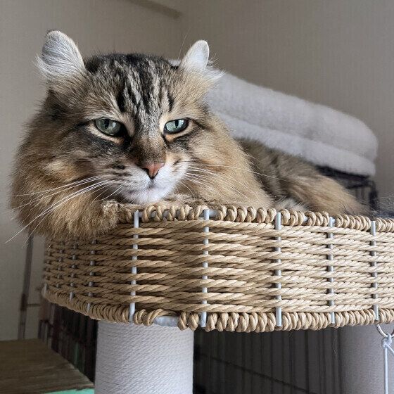 アメリカンカールのももちゃん♪