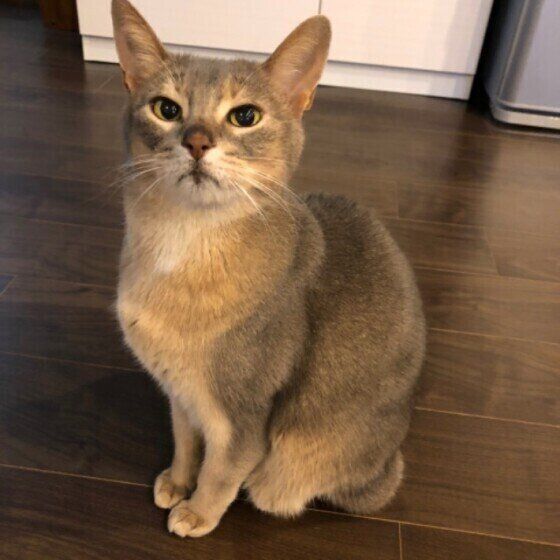 座って見つめる猫（アビシニアン、オス）