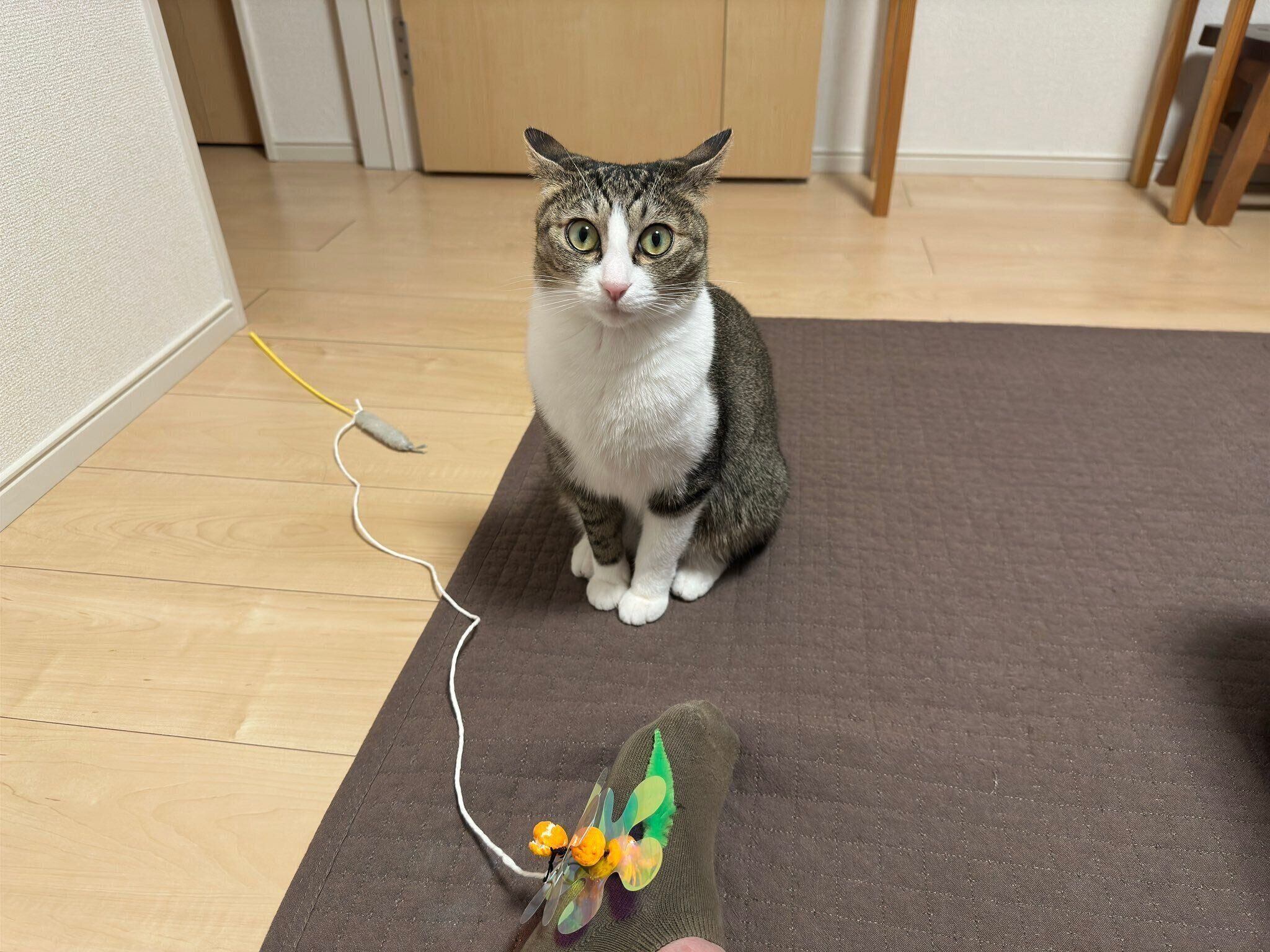 飼い主を見つめる猫