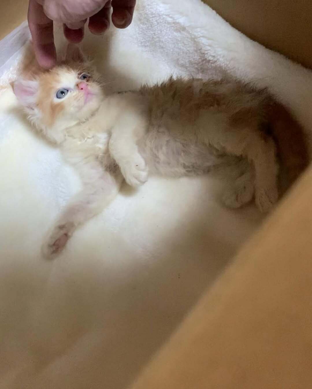 撫でられている保護子猫