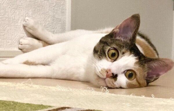 表情も穏やかになったむすびちゃん