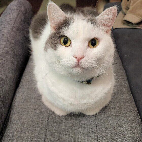 香箱座りするごままるくん（マンチカン）