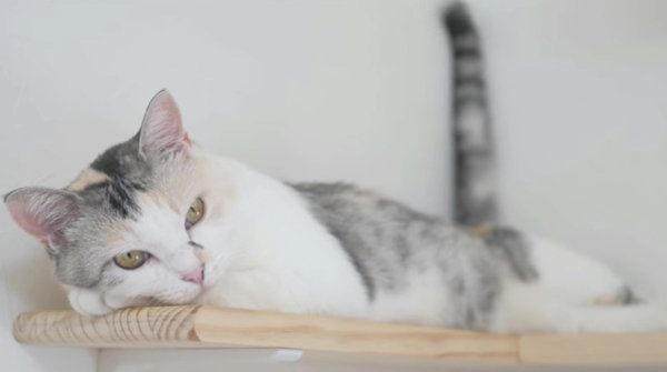 しっぽがくねくね動く三毛猫