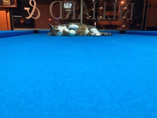 ビリヤード台で寝転ぶニコちゃん