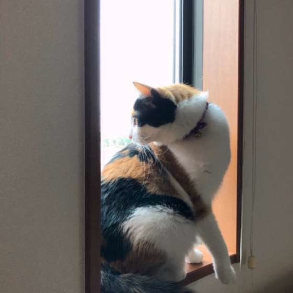 猫が嫌いな3つのこと 理由を知ってストレス対策しよう ねこのきもちweb Magazine 猫が嫌いな3つのこと 理由を知ってストレス対策しよう ねこのきもちweb Magazine