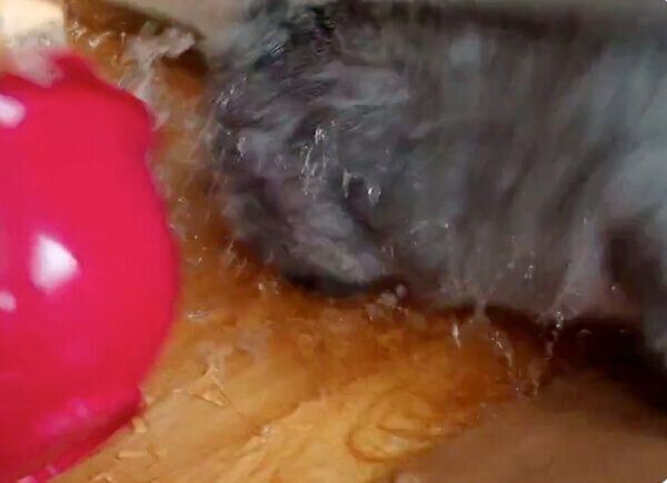 ボウルをひっくり返すにゃーちゃん